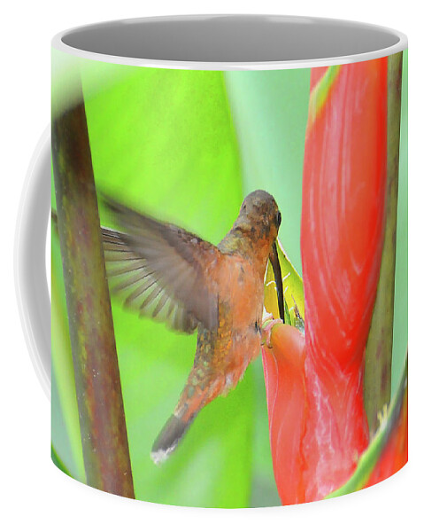 Heliconia Coffee Mug featuring the photograph Bronzy Hermit on Heliconia by Ted Keller