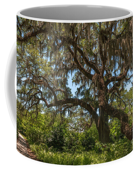Live Oak Tree Coffee Mug featuring the photograph Brookgreen Gardens Live Oak Tree by Dale Powell