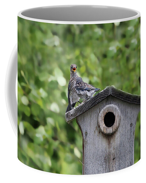 Bluebird Coffee Mug featuring the photograph Brother from another Mother by Jackson Pearson