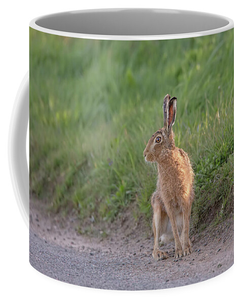 Brown Coffee Mug featuring the photograph Brown Hare Listening by Pete Walkden