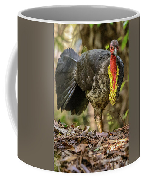 National Park Coffee Mug featuring the photograph Brush Turkey by Werner Padarin