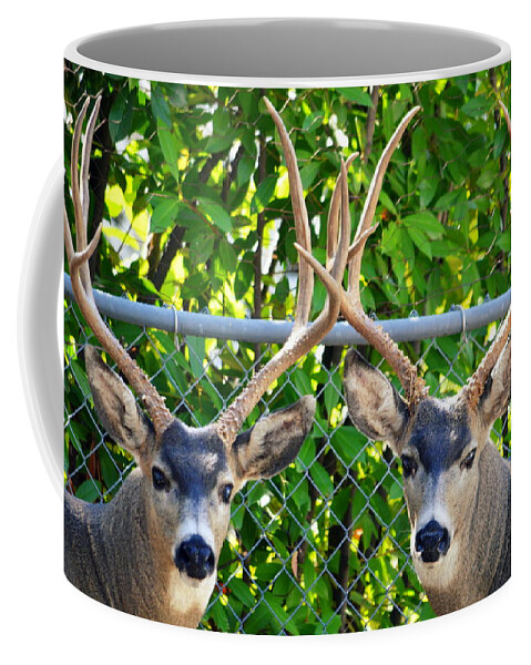 Animals Coffee Mug featuring the photograph Buck Eyes by AJ Schibig