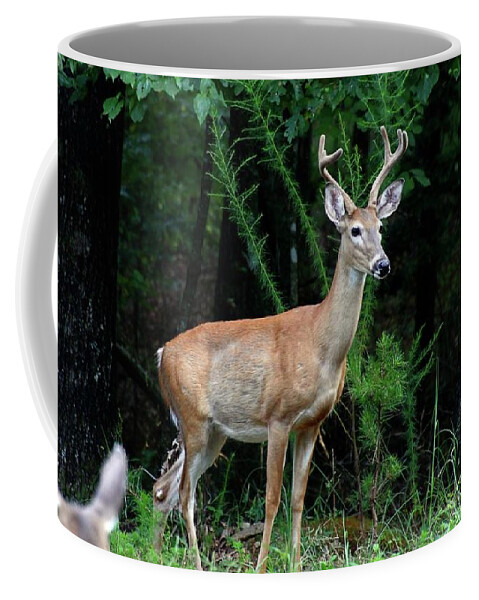 Buck Deer Coffee Mug featuring the photograph Buck by Jerry Battle