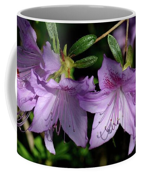 Azaleas Coffee Mug featuring the photograph Buds And Blooms by Angie Tirado