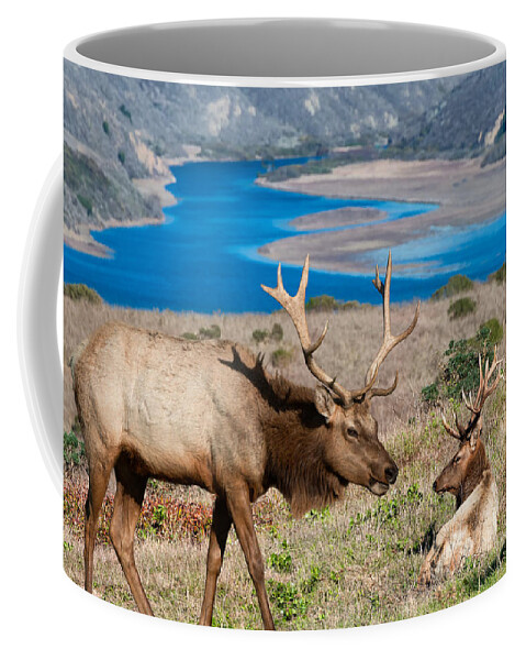 Tule Elk Coffee Mug featuring the photograph Bull Elk above Tomales Bay by Kathleen Bishop
