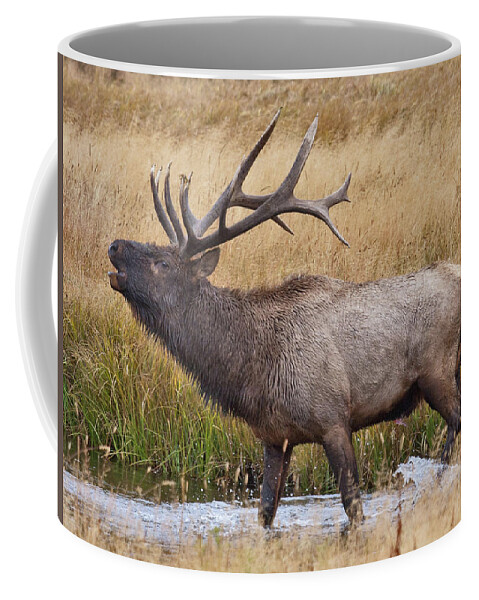 Elk Coffee Mug featuring the photograph Bull Elk in Yellowstone by Wesley Aston