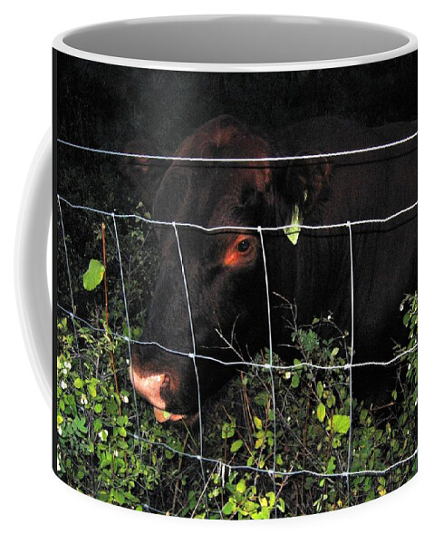 Bull Coffee Mug featuring the photograph Bull Nibbling On Snowberries by Will Borden