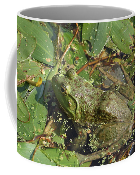 Frog Coffee Mug featuring the photograph Bullfrog #2 by Rick Rauzi