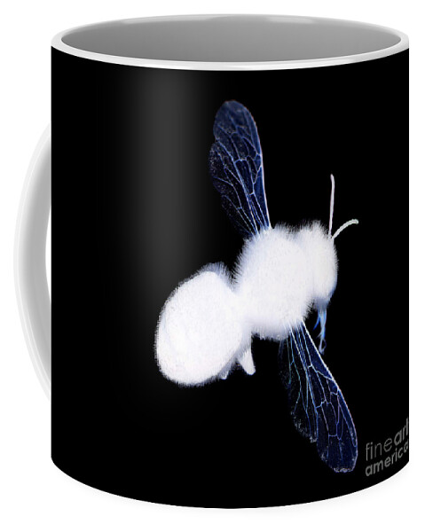 Bumble Bee Coffee Mug featuring the photograph Bumble Bee by Clayton Bastiani