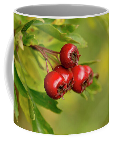 Bunch Coffee Mug featuring the photograph Bunch of Hawthorn berries by Elena Perelman