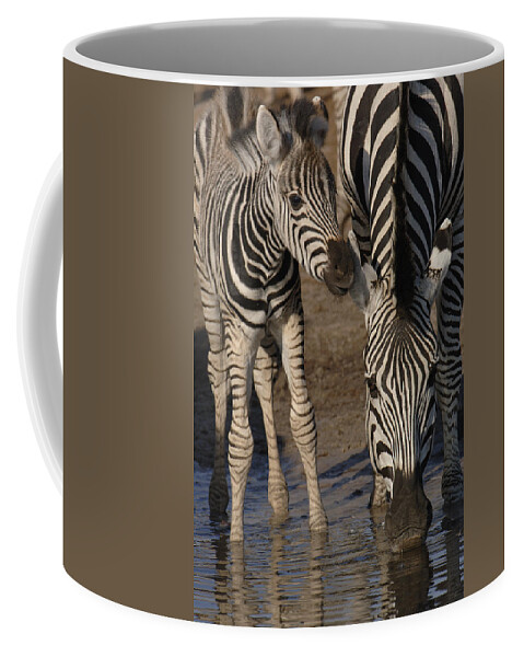 Mp Coffee Mug featuring the photograph Burchells Zebra Equus Burchellii Mother by Pete Oxford