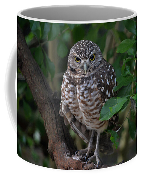 Burrowing Owl Coffee Mug featuring the photograph Burrowing Owl color version by Judy Wanamaker