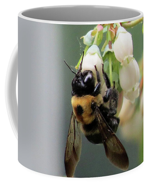Bees Coffee Mug featuring the photograph Busy Bee on Blueberry Blossom by Linda Stern