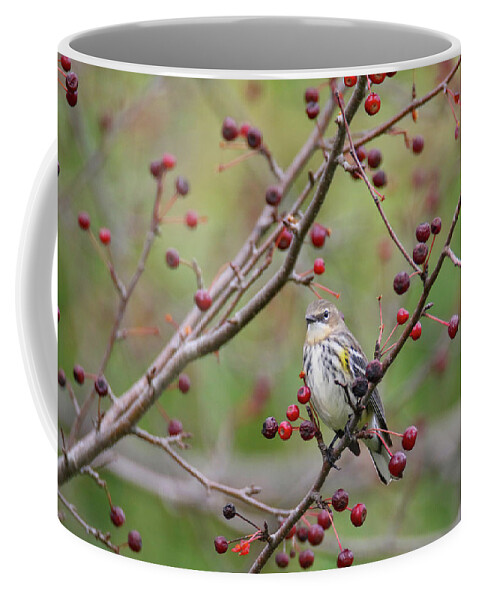Warbler Coffee Mug featuring the photograph Butter Butt and Berries by Brook Burling