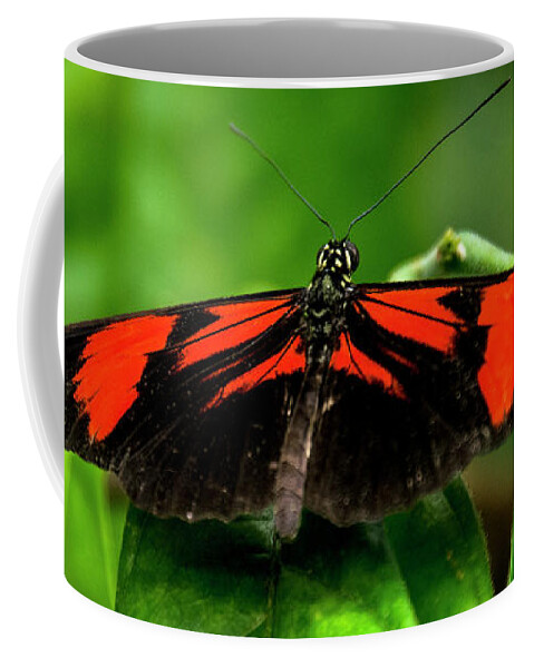 Butterfly Coffee Mug featuring the photograph Butterfly #1955 by Chuck Flewelling