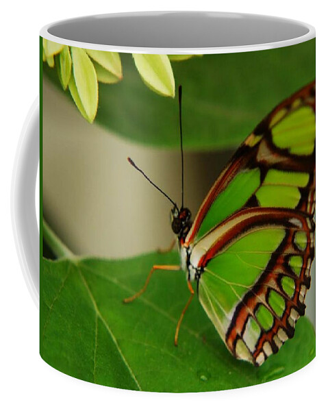 Butterfly Coffee Mug featuring the photograph Butterfly 2 by Scott Gould