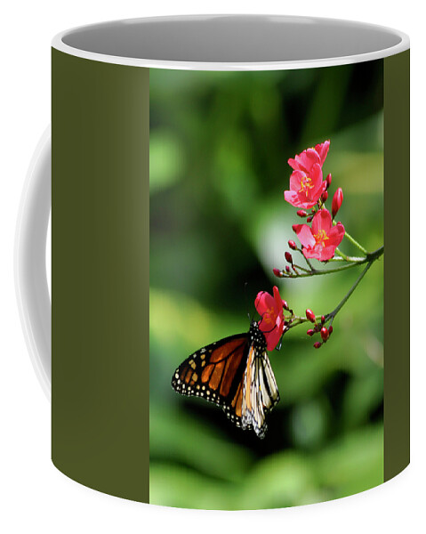 Hawaii Coffee Mug featuring the photograph Butterfly and blossom by Dan McManus