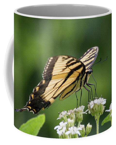 Wildlife Coffee Mug featuring the photograph Butterfly Drinking by John Benedict