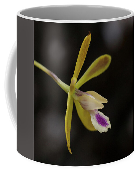 Orchid Coffee Mug featuring the photograph Butterfly Orchid #1 by Paul Rebmann
