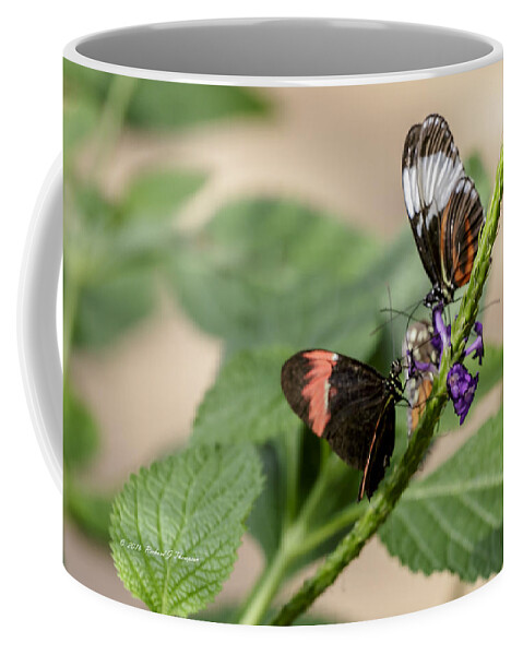 Butterflies Wonderland Coffee Mug featuring the photograph Butterfly by Richard J Thompson