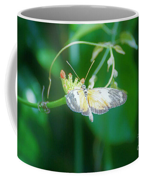 Cleveland Ohio Butterfly Coffee Mug featuring the photograph c4 by Merle Grenz