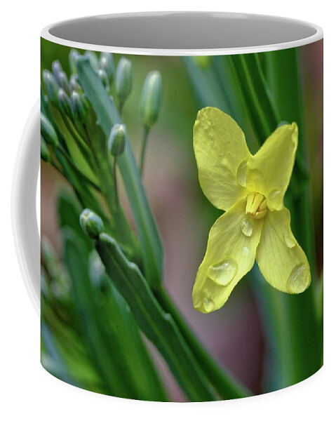 Flower Coffee Mug featuring the photograph Cabbage Blossom by Ludwig Keck