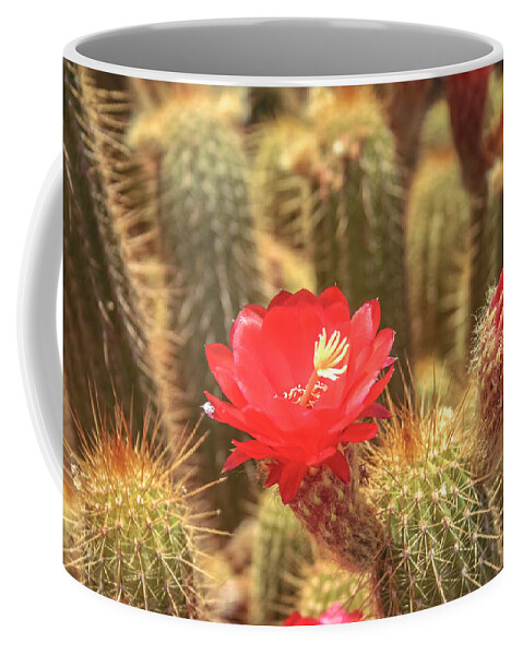 Cactus Coffee Mug featuring the photograph Cactus bloom by Darrell Foster