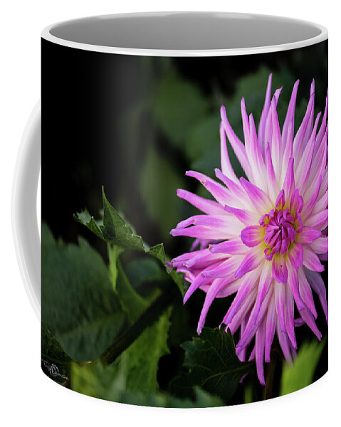 Cactus Dahlia ’violetta’ Coffee Mug featuring the photograph Cactus Dahlias named Violetta by Torbjorn Swenelius