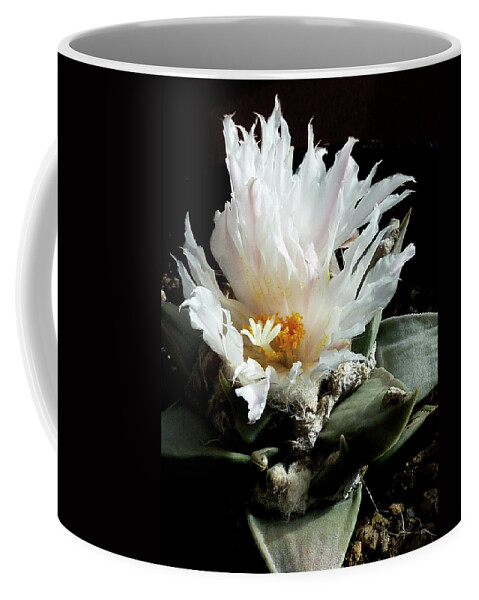 Cactus Coffee Mug featuring the photograph Cactus Flower 8 by Selena Boron