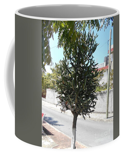 Tree Coffee Mug featuring the photograph Cactus tree in Cozumel, Mexico by Nancy Graham
