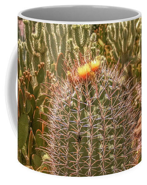 Cactus Coffee Mug featuring the photograph Cactus yellowtop by Darrell Foster