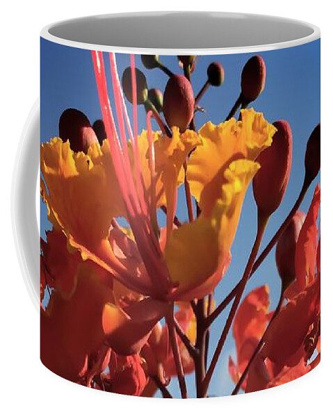 Flower Coffee Mug featuring the photograph Caesalpinia Bird of Paradise by Chris Tarpening