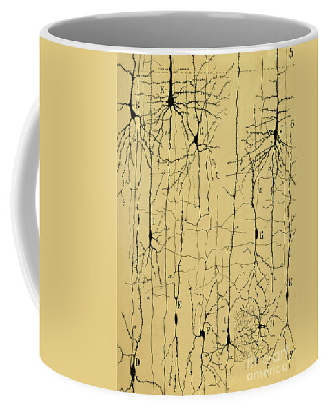 Science Coffee Mug featuring the photograph Cajal Drawing of Microscopic Structure of the Brain 1904 by Science Source