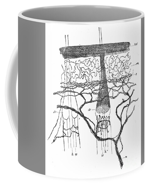 Illustration Coffee Mug featuring the photograph Cajal Illustration Rat Nerve Endings by Science Source