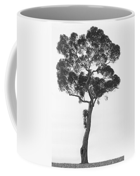 Fine Art Coffee Mug featuring the photograph California Tree by Mike McGlothlen