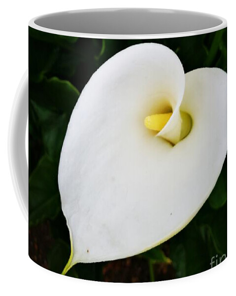 Still Nature Coffee Mug featuring the photograph Calla Lily by Jarek Filipowicz