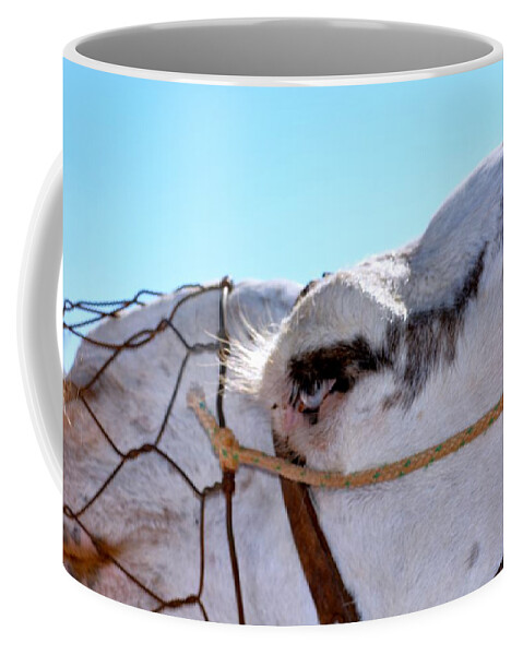 Camel Coffee Mug featuring the photograph Camel by Mark J Dunn