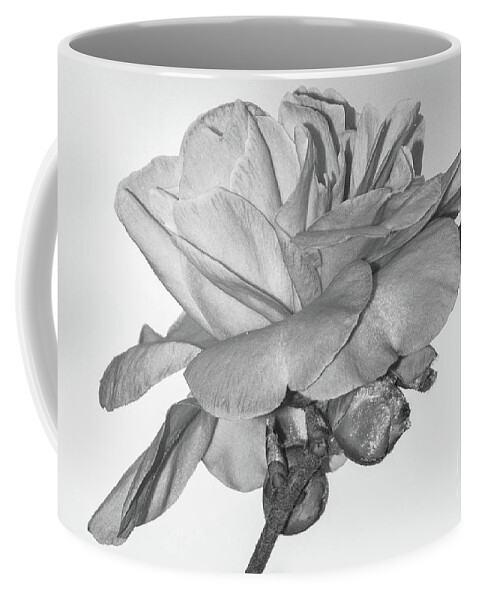 Camellia In Bw Coffee Mug featuring the photograph Camellia 2 BW by Barry Bohn
