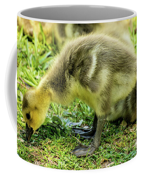 Canada Goose Coffee Mug featuring the photograph Canada Goose Gosling by Gary Whitton