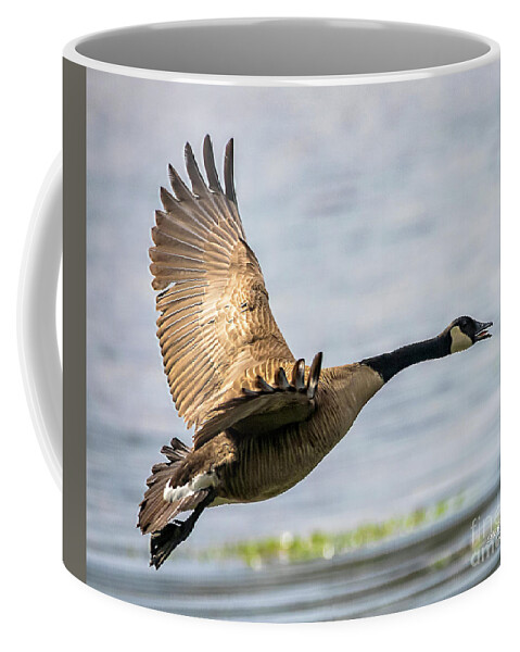 Goose Coffee Mug featuring the photograph Canada Goose In Flight by DB Hayes
