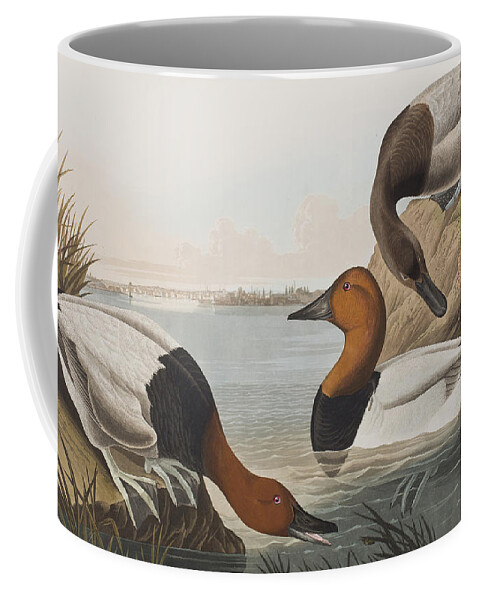 Audubon Coffee Mug featuring the painting Canvas backed Duck by John James Audubon