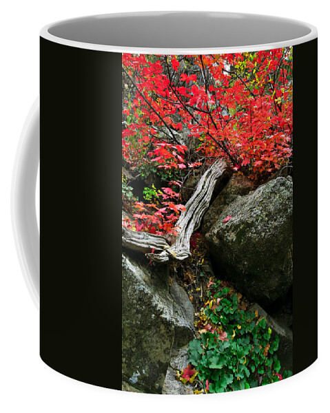 Arizona Coffee Mug featuring the photograph Canyon Maple by Jason Keefe