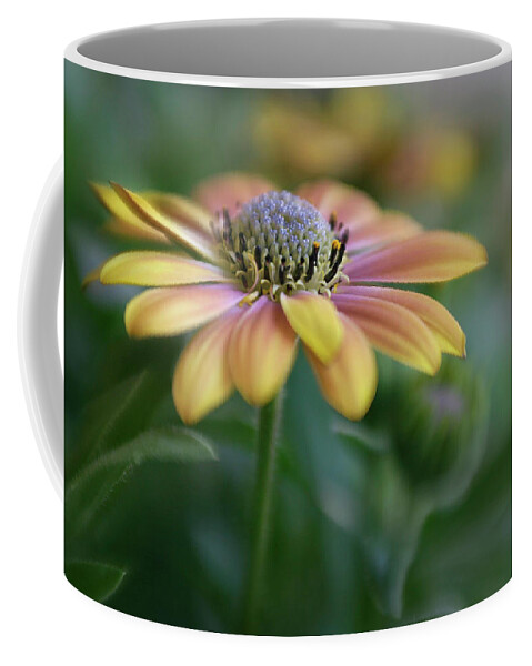 Apricot Coffee Mug featuring the photograph Cape Daisy by David and Carol Kelly