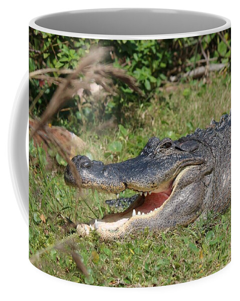 Gator Coffee Mug featuring the photograph Captive Gator by Christy Pooschke