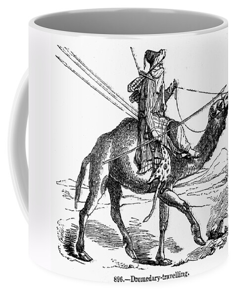 19th Century Coffee Mug featuring the photograph Caravan: Dromedary by Granger