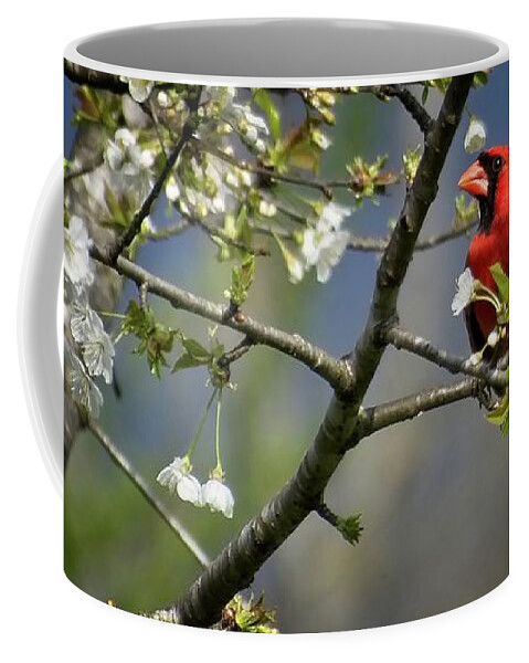 Wildlife Coffee Mug featuring the photograph Cardinal Among the Blossoms by John Benedict