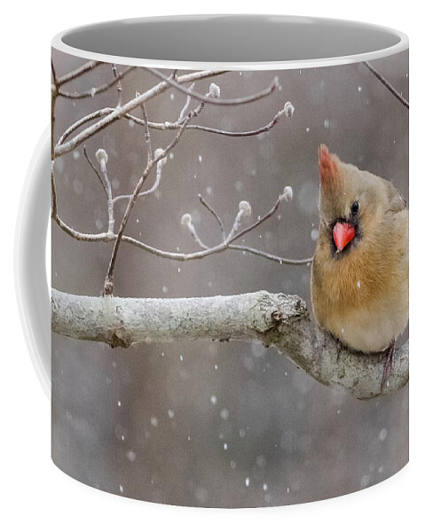 Da* 300 Coffee Mug featuring the photograph Cardinal and Falling Snow by Lori Coleman