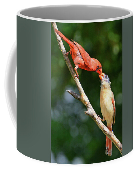 Cardinal Coffee Mug featuring the photograph Cardinal Feeding the Youngster by Ted Keller