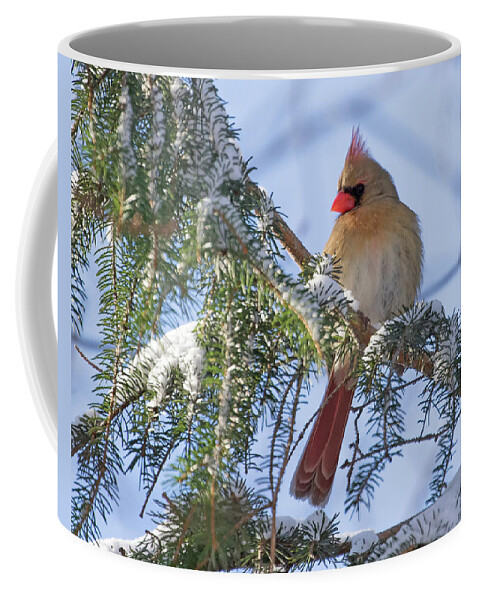 Cardinal Coffee Mug featuring the photograph Cardinal Female in Snow by Mindy Musick King