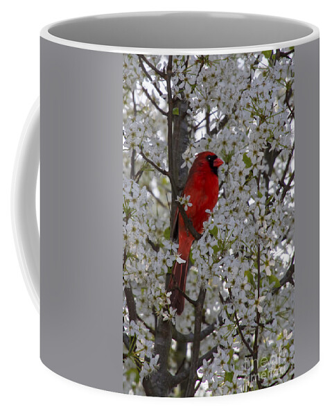 Northern Cardinal Coffee Mug featuring the photograph Cardinal in white blossoms by Barbara Bowen